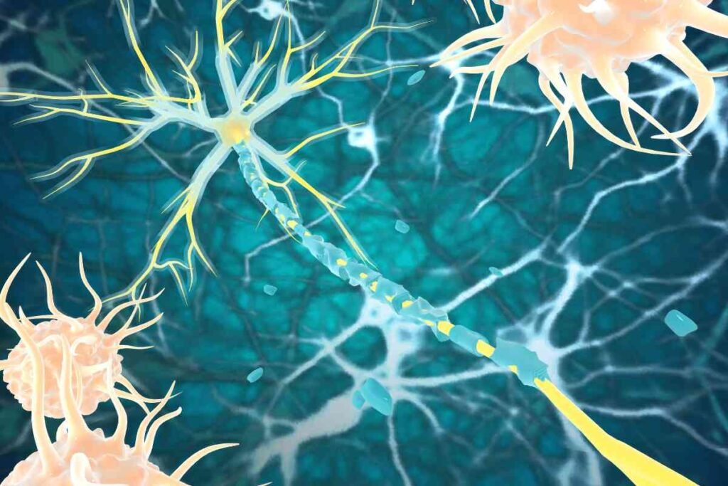 Una investigació espanyola mostra que generem neurones fins als 90 anys.